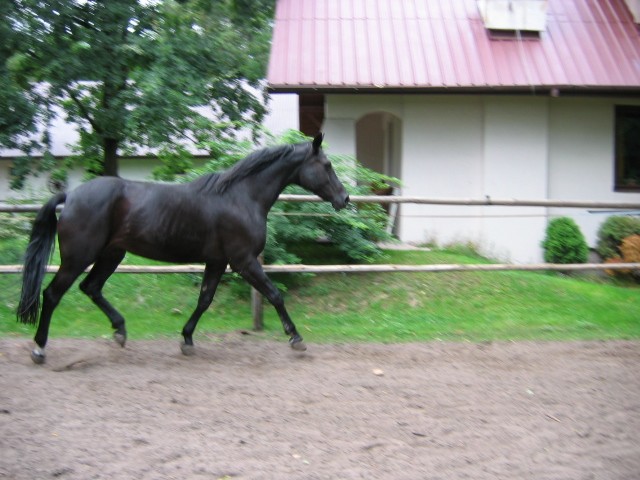 Photo de profil de trakenka