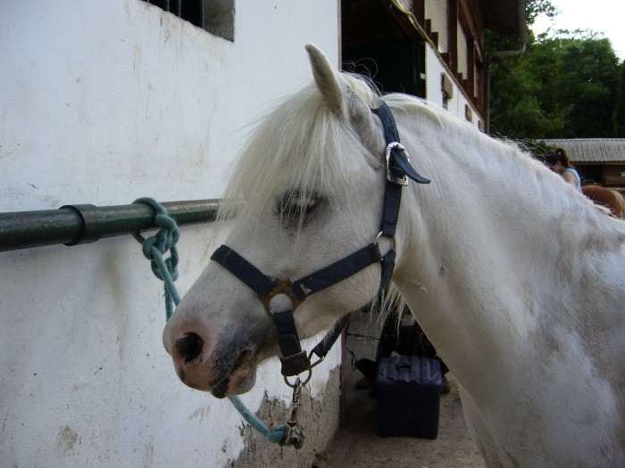 Photo de profil de pouliche77
