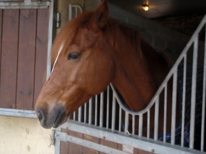 Photo de profil de chevaloceane