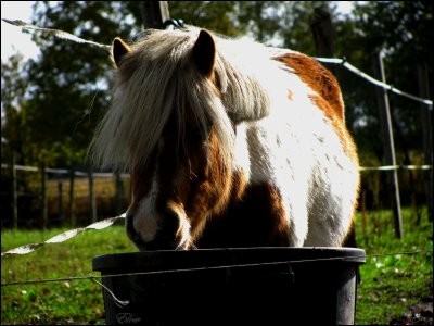 Photo de profil de alison72