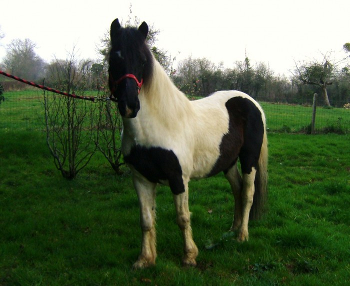 Photo de profil de elevagedesroche