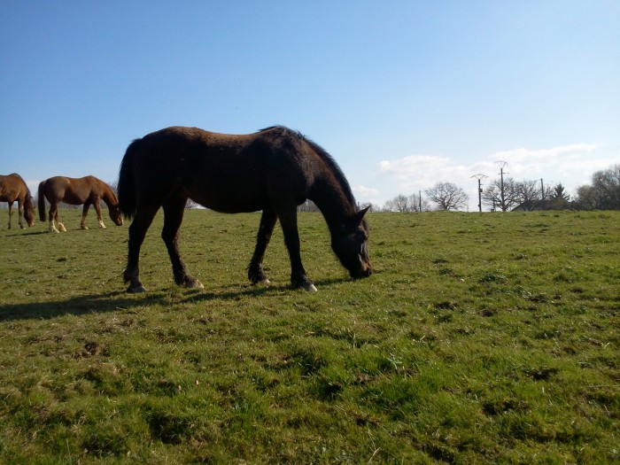 Photo de profil de poney64