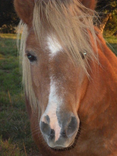 Photo de profil de shetlandchoc