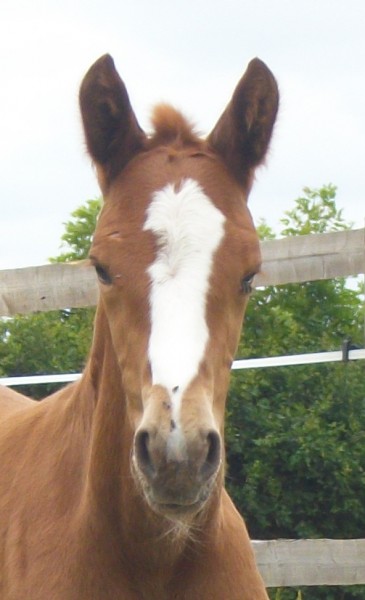 Photo de profil de domenjoud