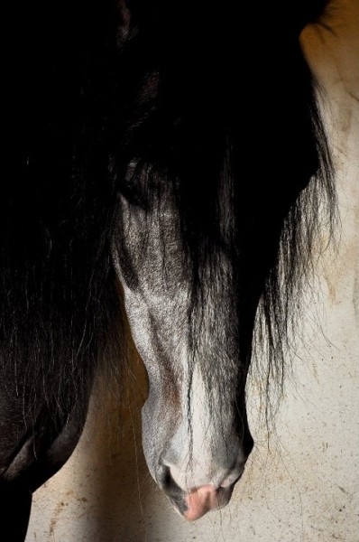 Photo de profil de anagor