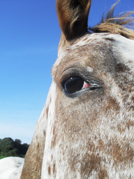 Photo de profil de appaloosa01