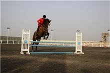 Photo de profil de cavaliersimo