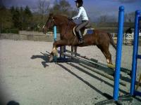 La reprise de dressage Galop 4 - Petit Galop