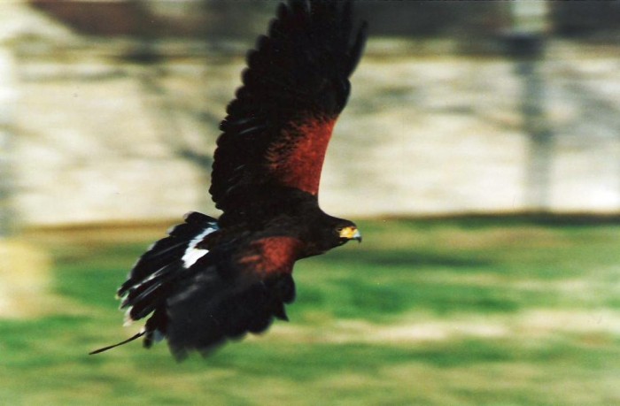 Photo de profil de tataoiseau