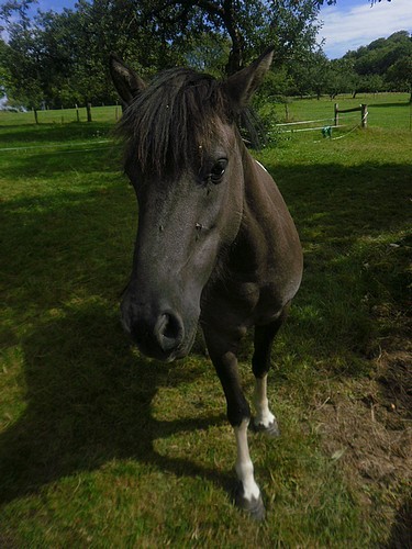 Photo de profil de passioncheval88