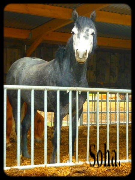 Photo de profil de poneygris