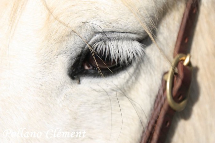 Photo de profil de horsealanis