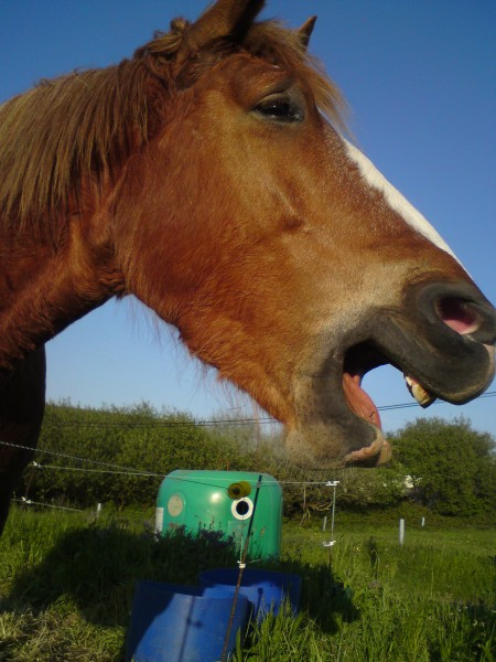 Photo de profil de titebretonne