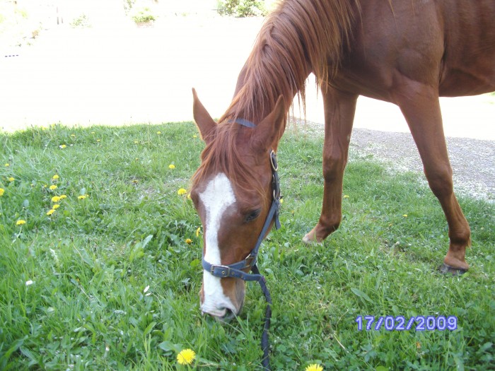 Photo de profil de velours