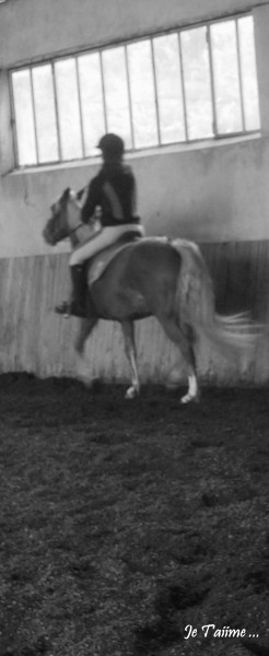Photo de profil de noumealecheval