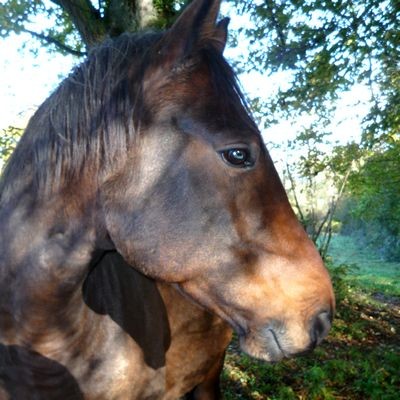 Photo de profil de heurtebise