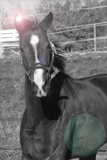 Photo de profil de totobelle