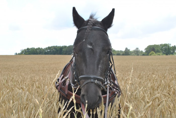 Photo de profil de otello110