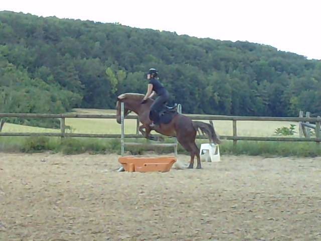 Photo de profil de koala