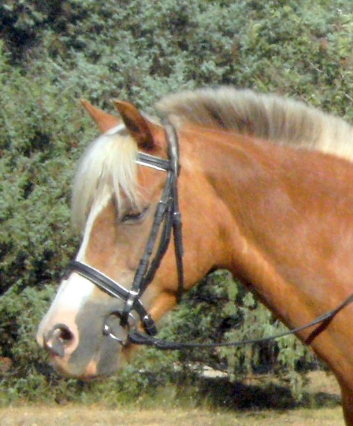 Photo de profil de indico