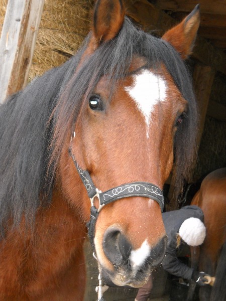 Photo de profil de elvipaco