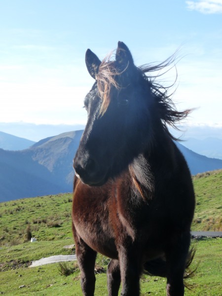 Photo de profil de pottoka
