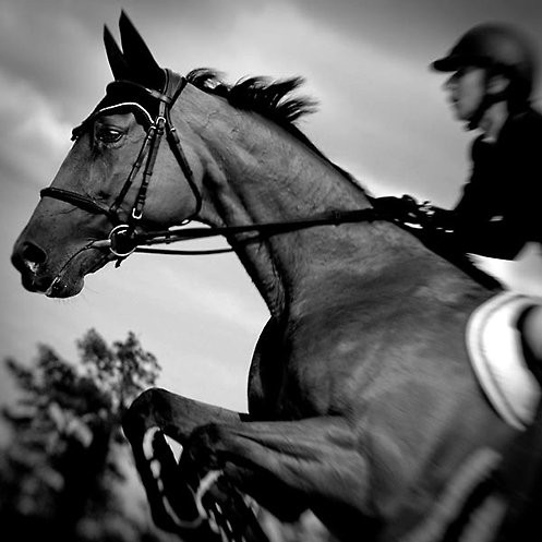 Photo de profil de nellcheval