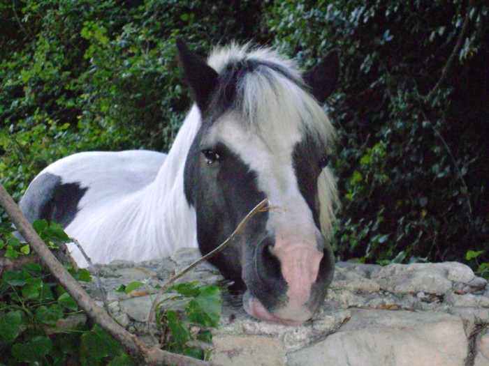Photo de profil de superfanchevaux