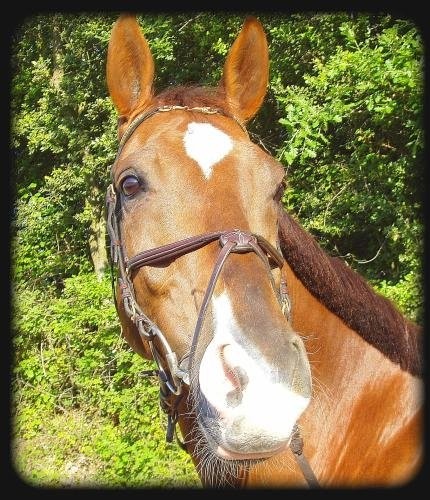 Photo de profil de aurejalis