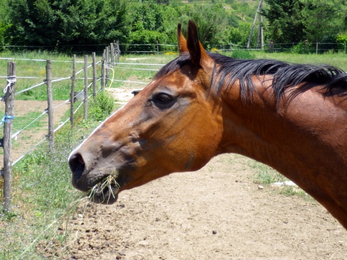 Photo de profil de mistral93