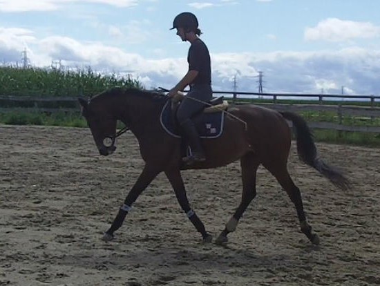 Photo de profil de dragonn