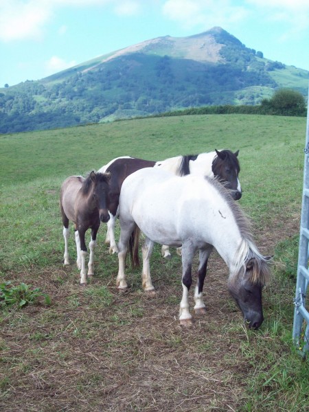 Photo de profil de pottok64