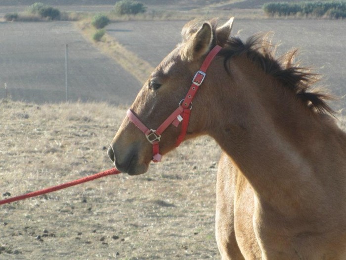 Photo de profil de bailadealocalo