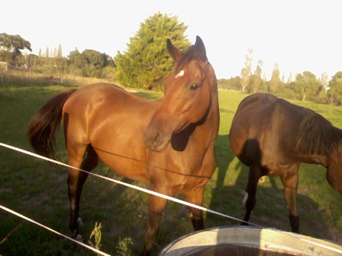 Photo de profil de chachaeli