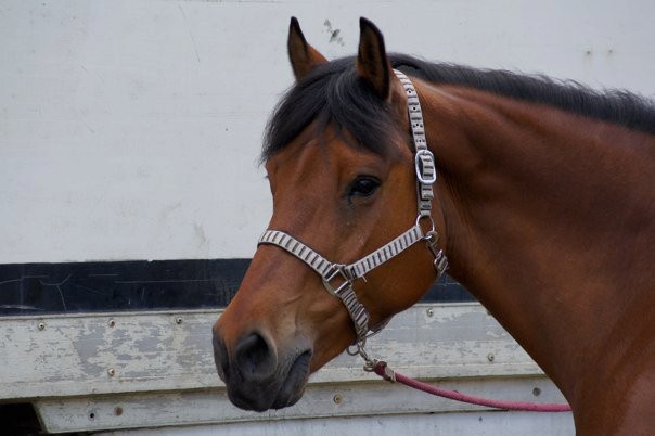 Photo de profil de minorquine