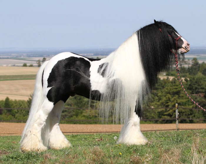 Photo de profil de haflingerlovely