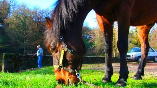 Photo de profil de chevaltyf