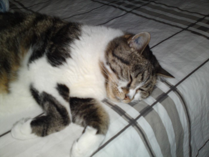 Photo de profil de floaltair