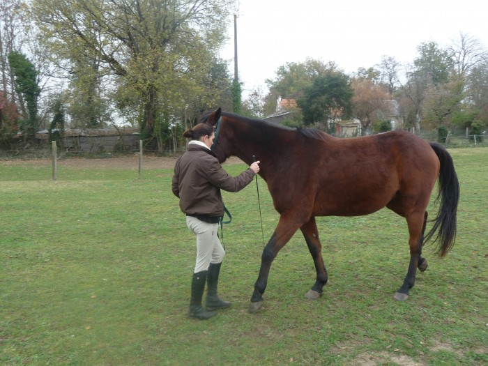 Photo de profil de horsemanship
