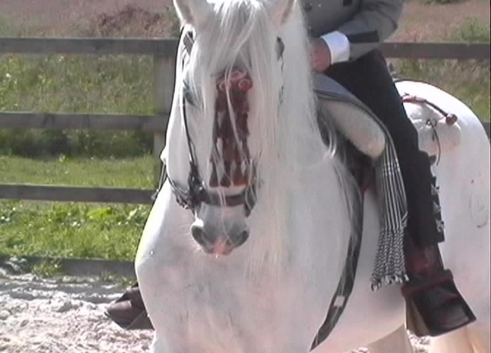 Photo de profil de tulipenoire