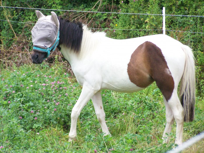 Photo de profil de cheval56340