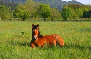 Photo de profil de katty63cheval