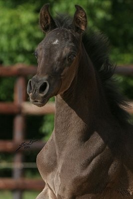 Photo de profil de vanillequentin