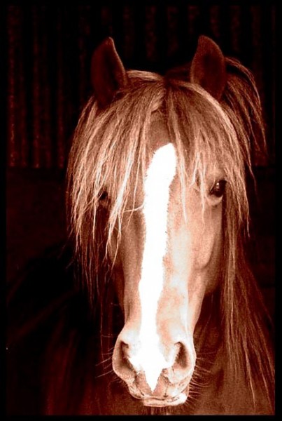 Photo de profil de bluetrosa