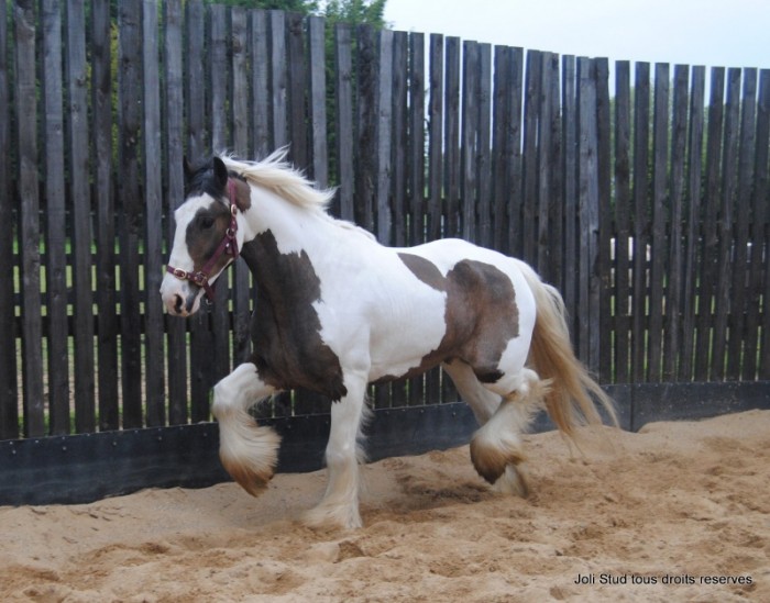Photo de profil de grigriski
