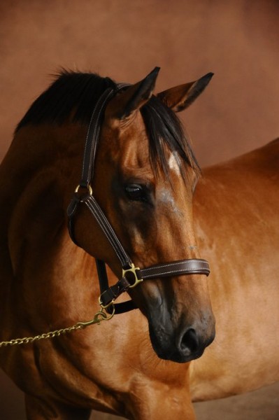 Photo de profil de croklemagnifik