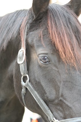 Photo de profil de blackprincess