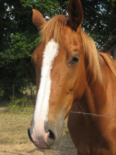 Photo de profil de gladiis