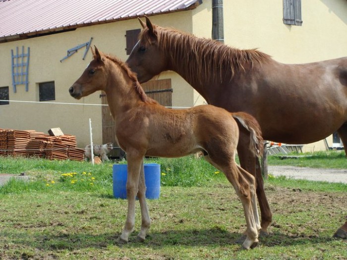 Photo de profil de ambre30