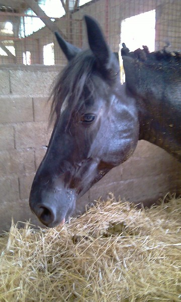 Photo de profil de poney16